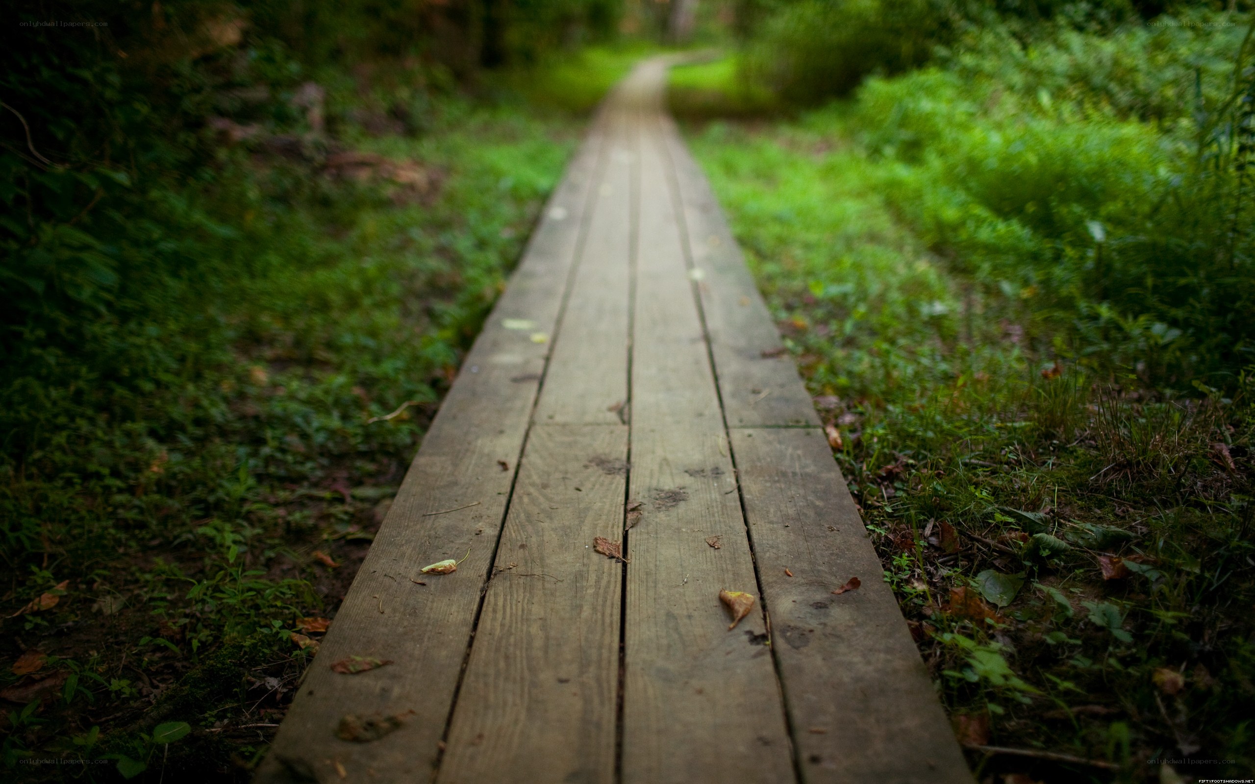 Wooden path in forest