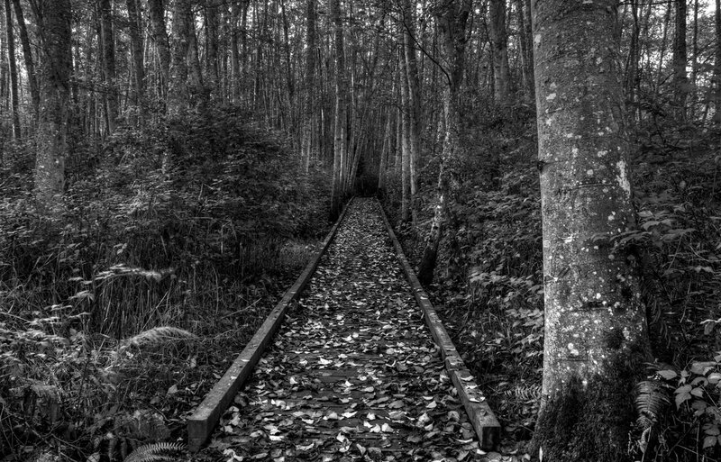 Wooden Path in Forest — Black