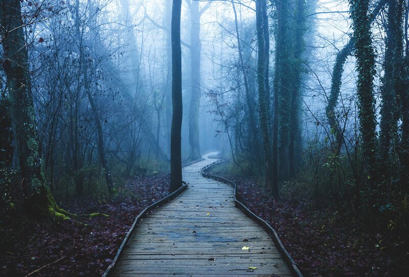 Wooden Path in Forest — Blue, Misty