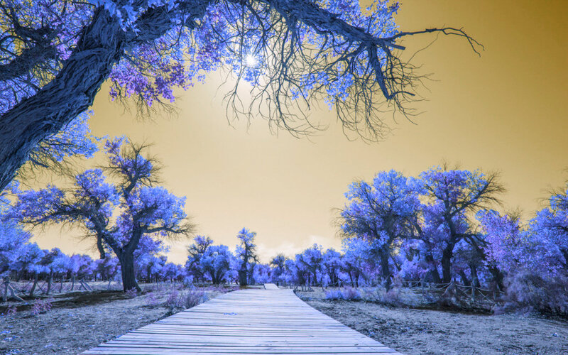 Wooden Path in Forest — Blue, Serene