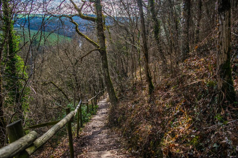 Wooden Path in Forest — Brown, Serene, Autumn, Photograph, Trees