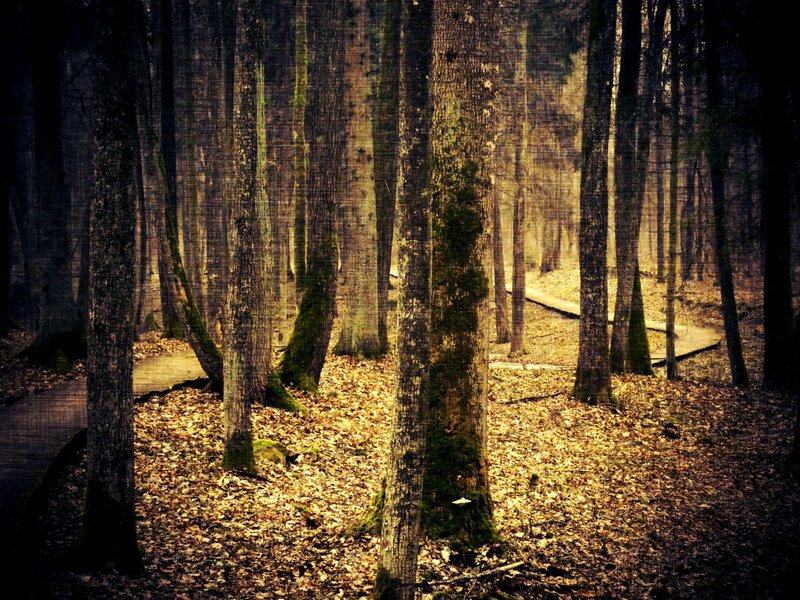Wooden Path in Forest — Brown, Serene, Autumn