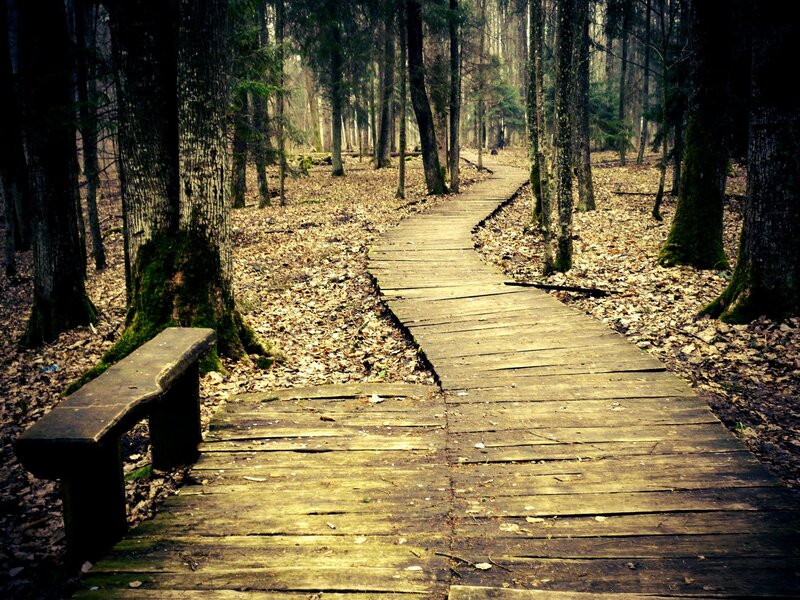 Wooden Path in Forest — Brown, Serene