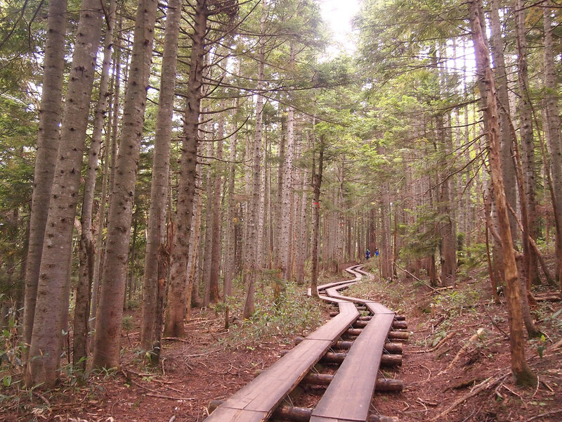 Wooden Path in Forest — Brown