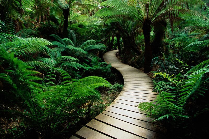 Wooden Path in Forest — Fern