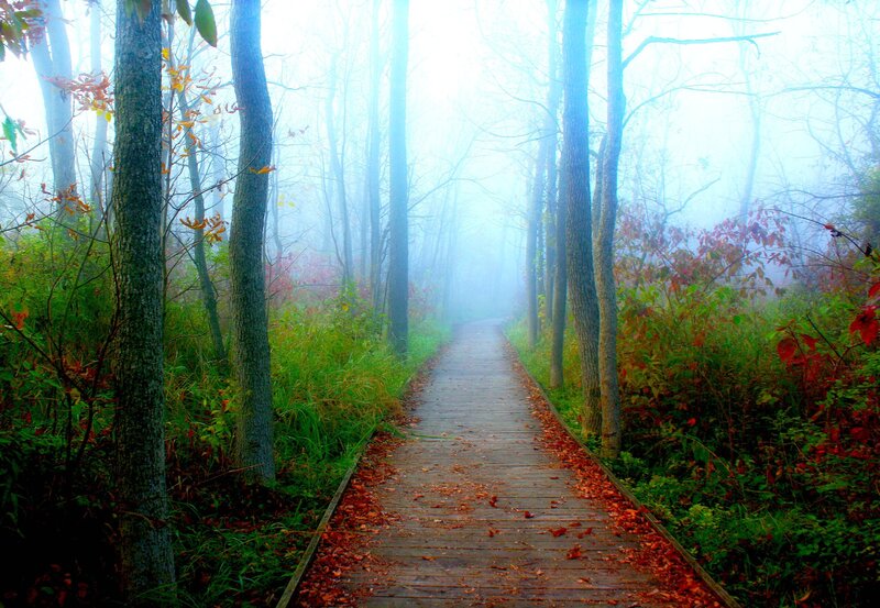 Wooden Path in Forest — Green, Misty, Autumn, Photograph