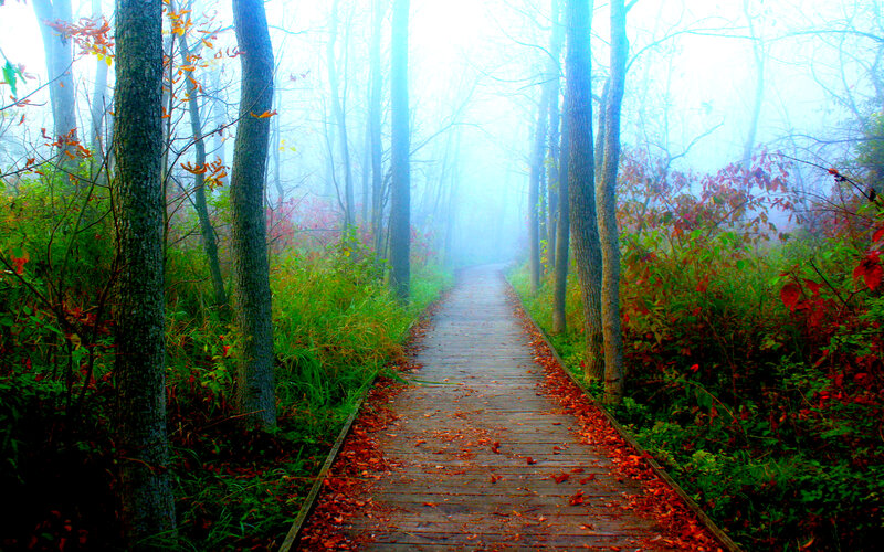 Wooden Path in Forest — Green, Misty, Autumn