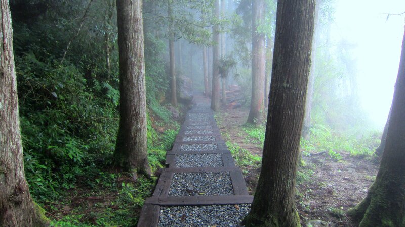 Wooden Path in Forest — Green, Misty