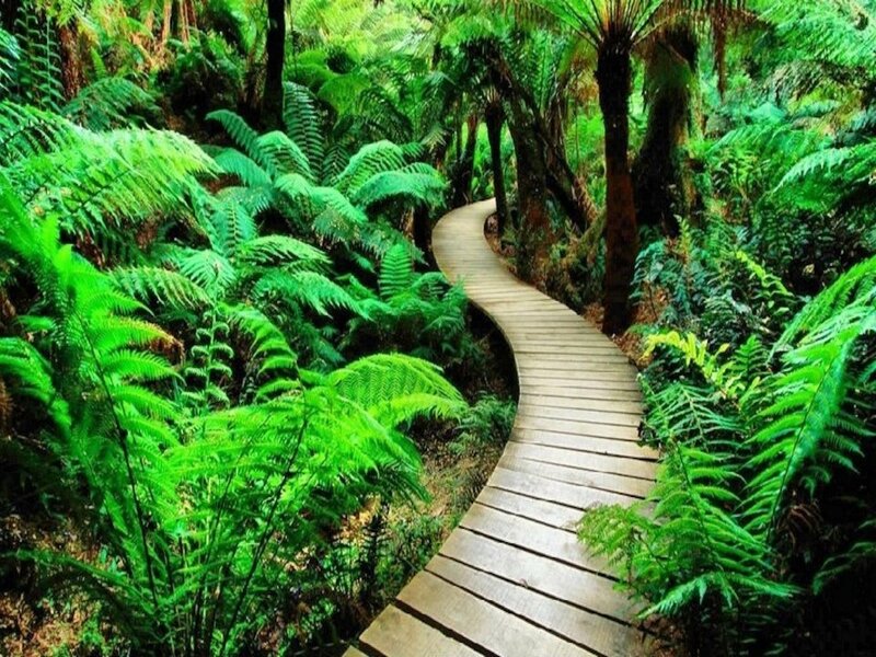 Wooden Path in Forest — Green, Serene, Afternoon, Photograph, Fern, Trees
