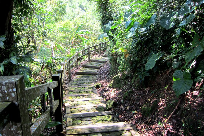 Wooden Path in Forest — Green, Serene, Afternoon, Photograph, Stairs