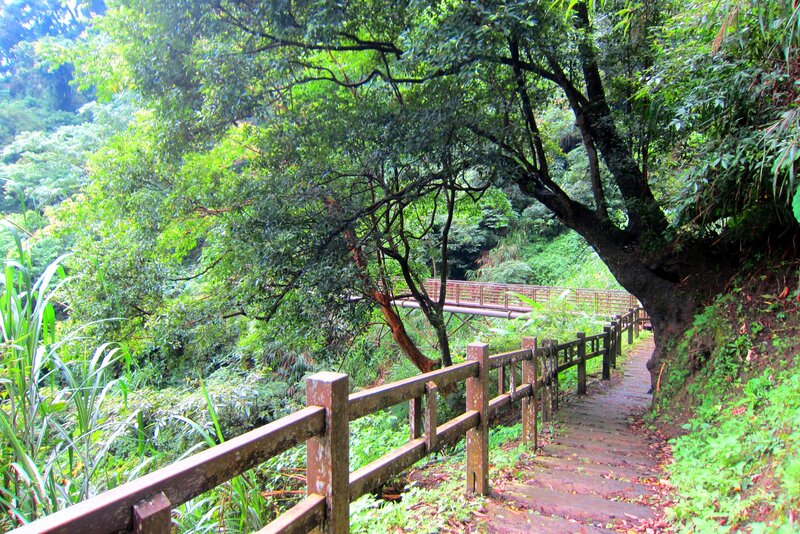 Wooden Path in Forest — Green, Serene, Afternoon, Photograph, Trees, Bridge