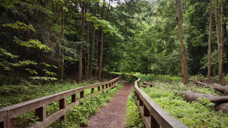 Wooden Path in Forest — Green, Serene, Afternoon, Photograph, Trees, Bushes