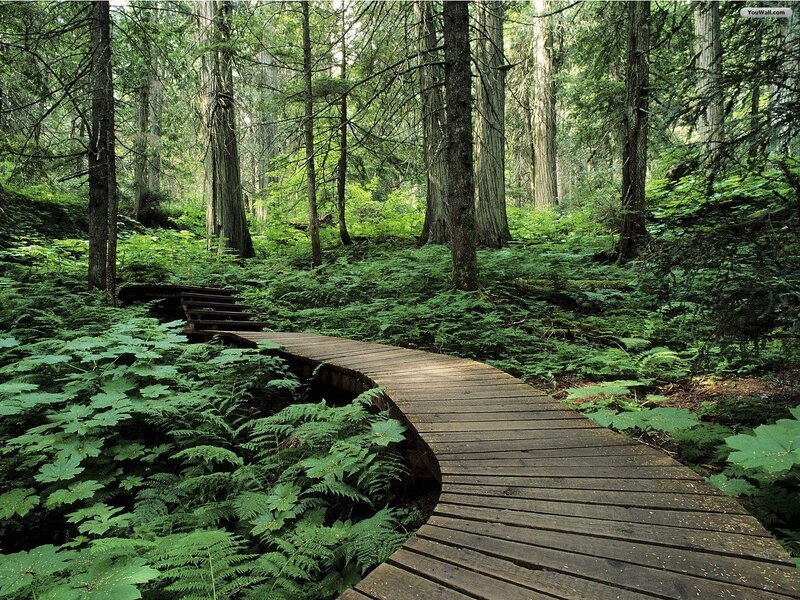 Wooden Path in Forest — Green, Serene, Afternoon, Photograph, Trees, Ferns