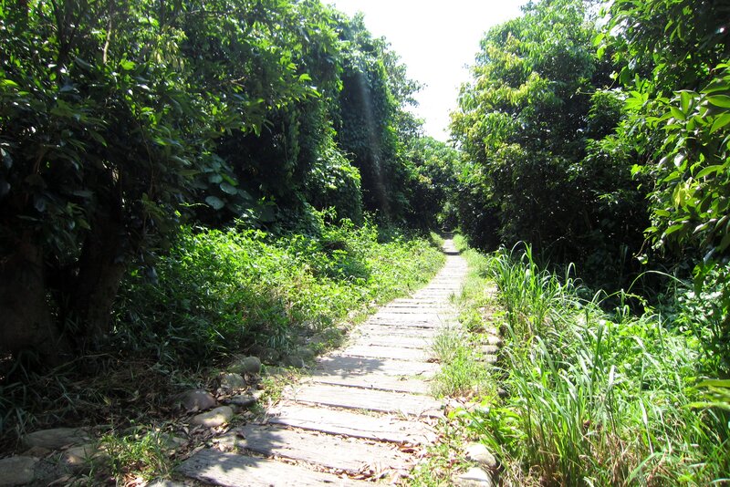 Wooden Path in Forest — Green, Serene, Afternoon, Photograph, Trees, Grass