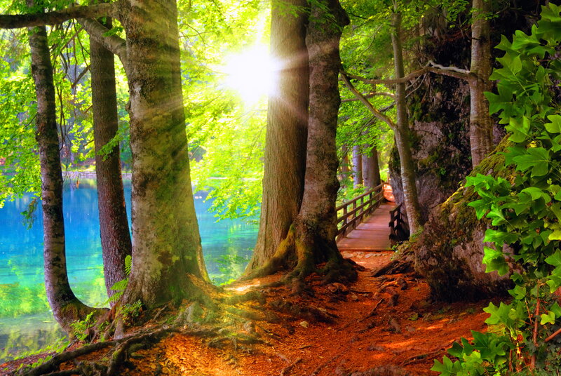 Wooden Path in Forest — Green, Serene, Afternoon, Photograph, Trees, Lake