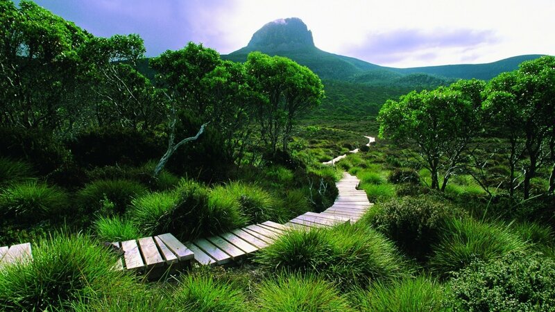 Wooden Path in Forest — Green, Serene, Afternoon, Photograph, Trees, Mountain