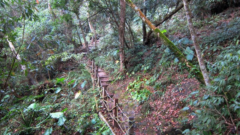 Wooden Path in Forest — Green, Serene, Afternoon, Photograph, Trees, Rope Railing