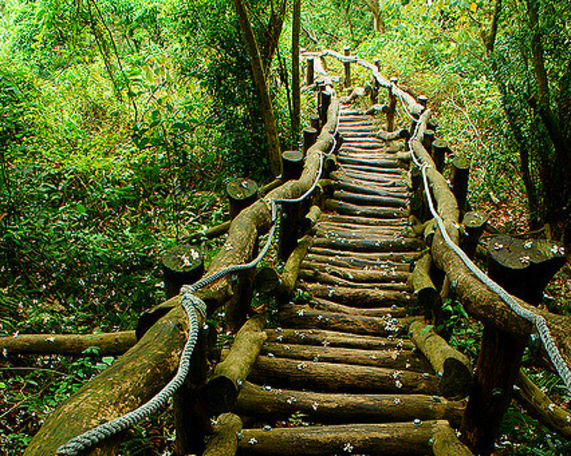 Wooden Path in Forest — Green, Serene, Afternoon, Photograph, Trees, Rope Railings