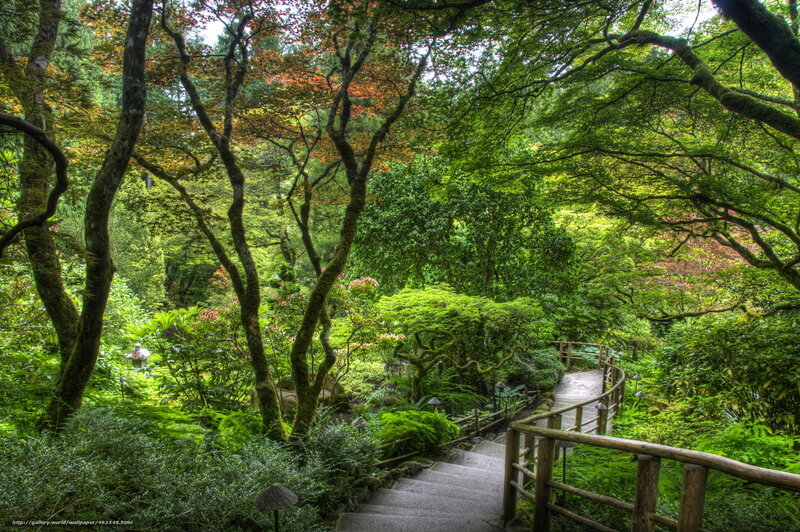 Wooden Path in Forest — Green, Serene, Afternoon, Photograph, Trees, Stairs