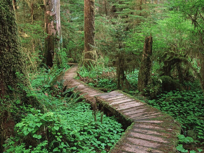 Wooden Path in Forest — Green, Serene, Afternoon, Photograph, Trees