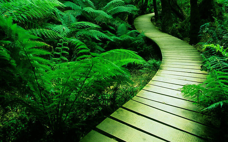 Wooden Path in Forest — Green, Serene, Afternoon