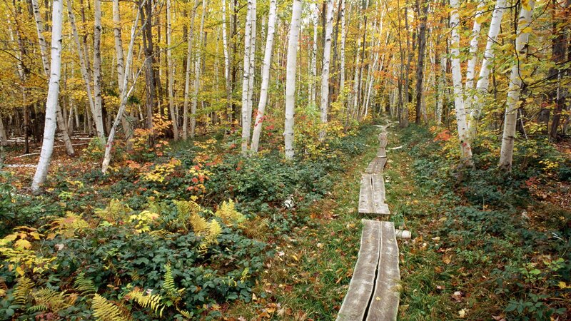 Wooden Path in Forest — Green, Serene, Autumn, Photograph, Birch Trees