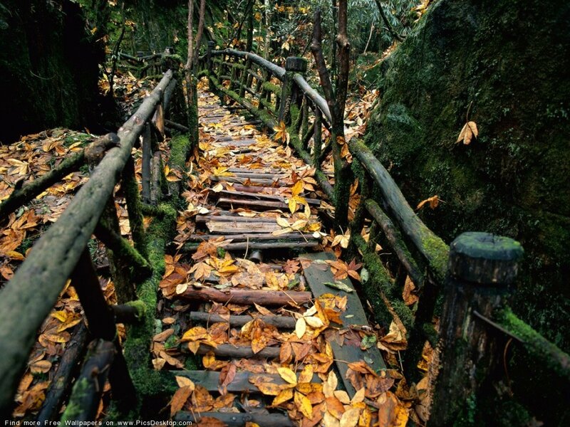 Wooden Path in Forest — Green, Serene, Autumn, Photograph, Leaves, Moss