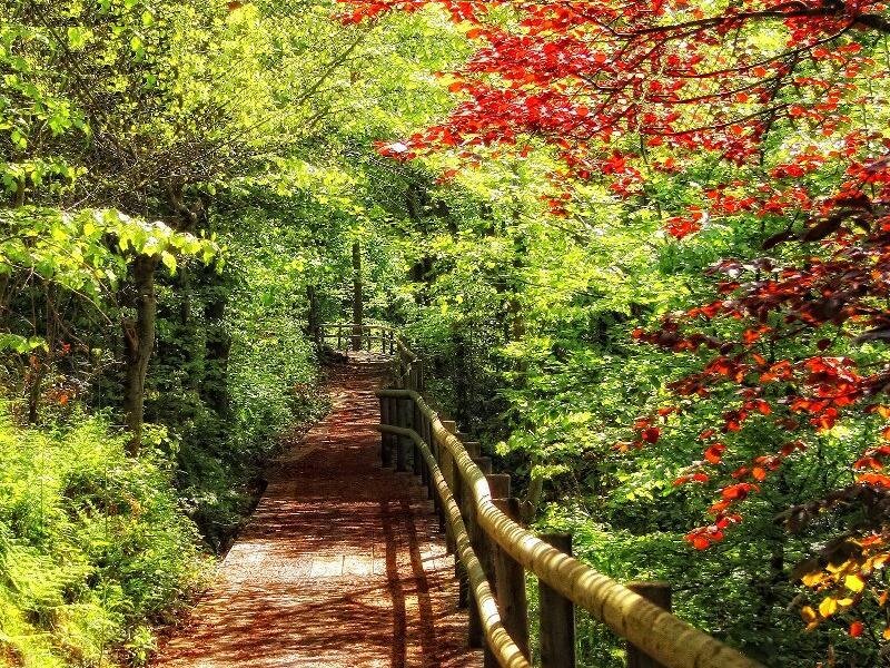 Wooden Path in Forest — Green, Serene, Autumn