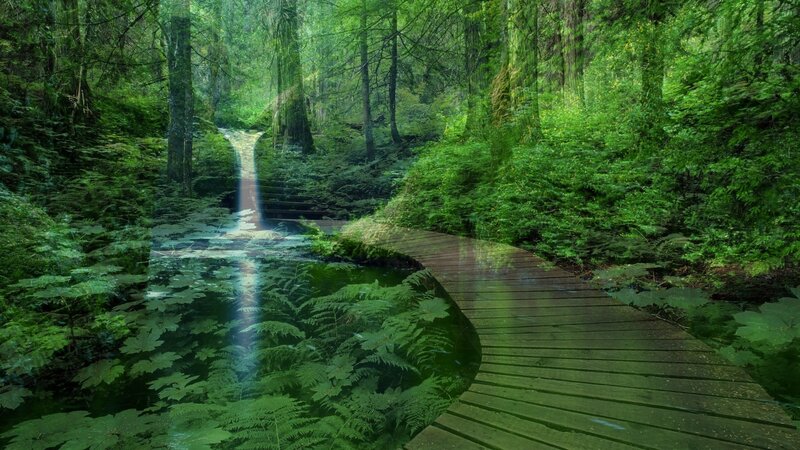 Wooden Path in Forest — Green, Serene, Morning, Photograph, Stream