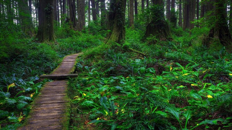 Wooden Path in Forest — Green, Serene, Morning, Photograph