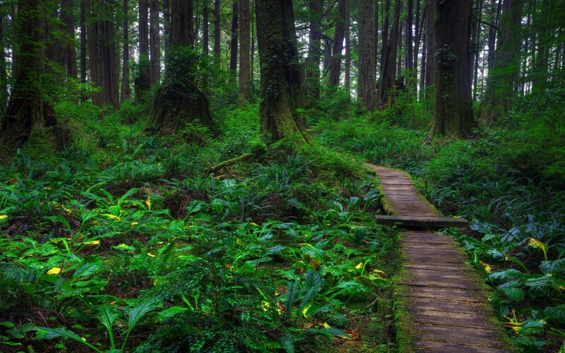 Wooden Path in Forest — Green, Serene, Morning, Photograph, Trees, Plants