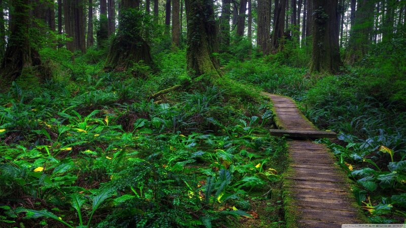 Wooden Path in Forest — Green, Serene, Morning, Photograph, Trees