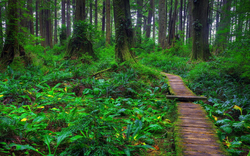 Wooden Path in Forest — Green, Serene, Morning