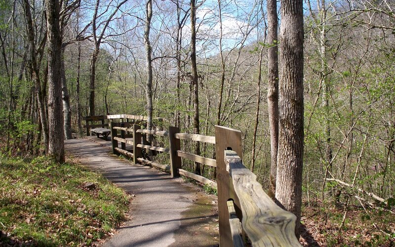 Wooden Path in Forest — Green, Serene, Spring, Photograph