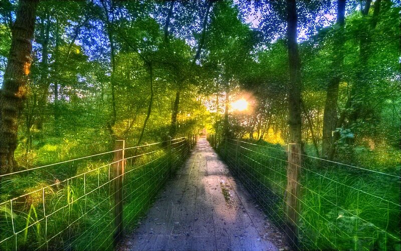 Wooden Path in Forest — Green, Serene, Sunset