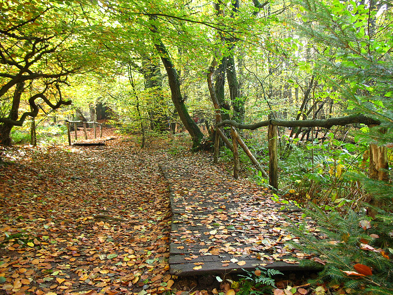 Wooden Path in Forest — Green, Serene