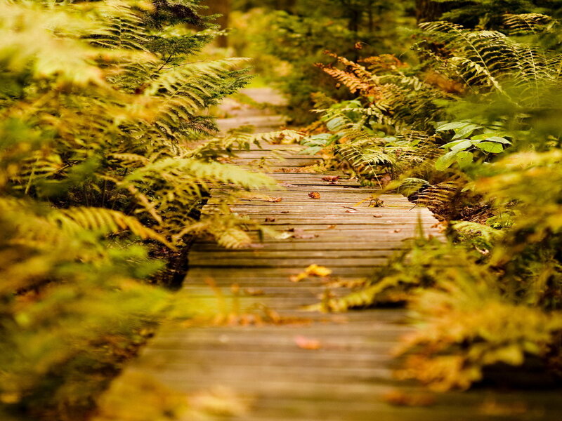 Wooden Path in Forest — Green