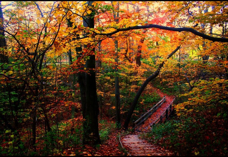 Wooden Path in Forest — Orange