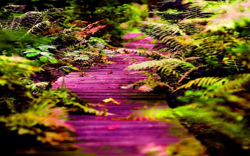 Wooden Path in Forest — Purple