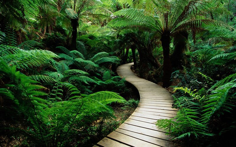 Wooden Path in Forest — Trees