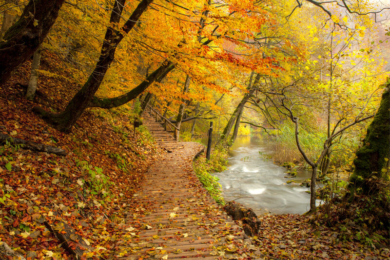 Wooden Path in Forest — Yellow