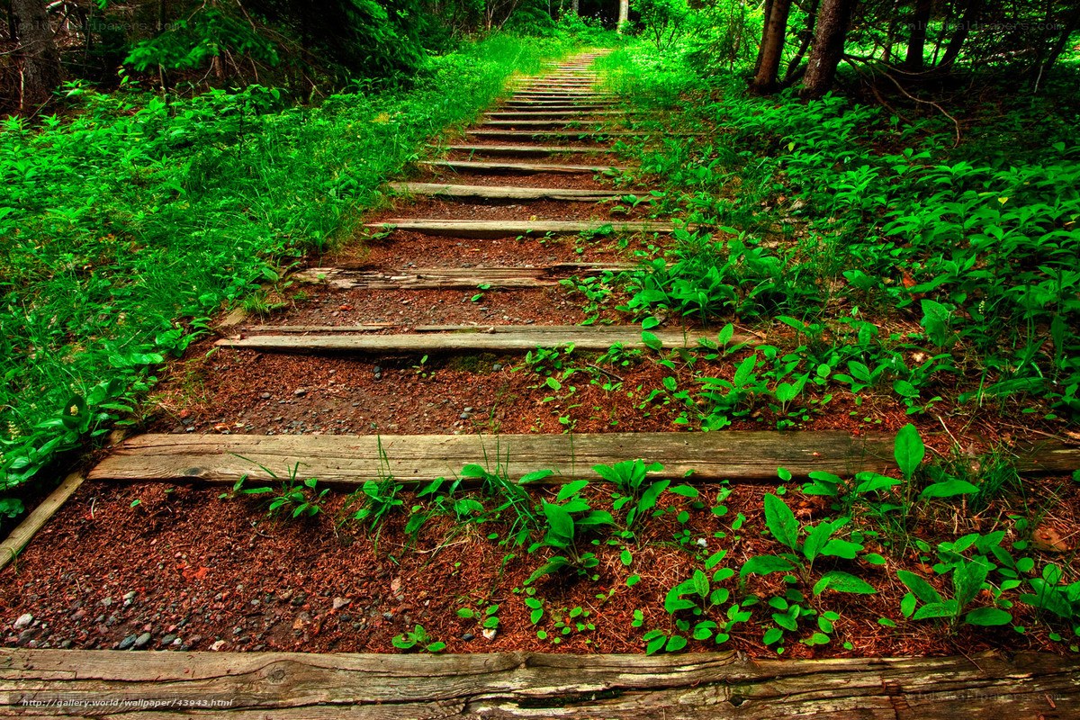 Wooden path in forest
