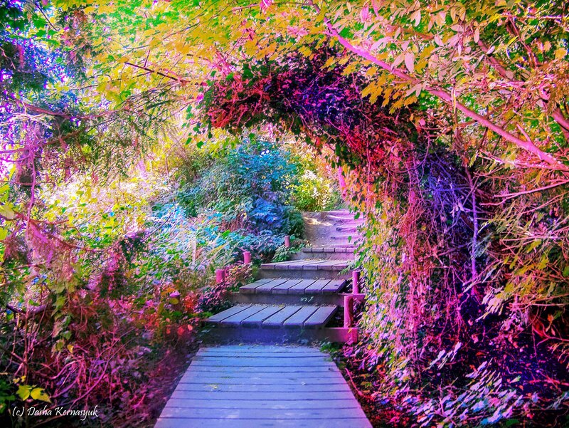 Wooden Path in Garden