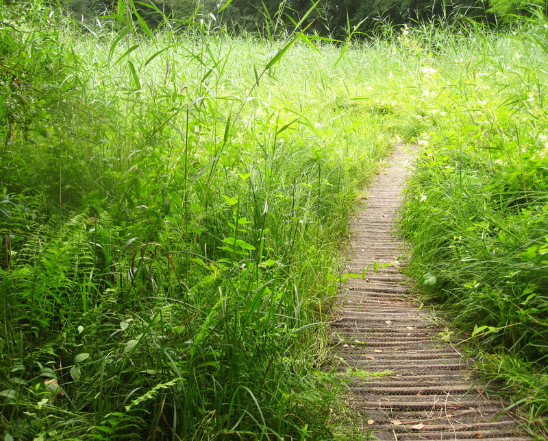 Wooden Path in Grass