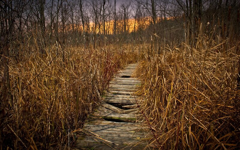 Wooden Path in Marsh — Brown, Serene