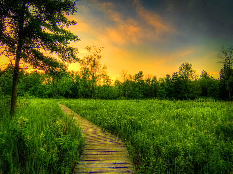 Wooden Path in Marsh