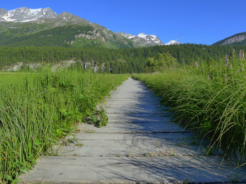 Wooden Path in Meadow