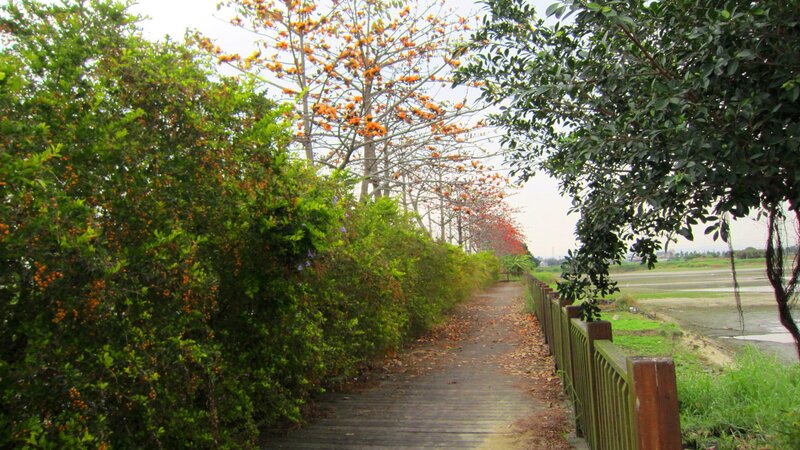 Wooden Path in Park — Green