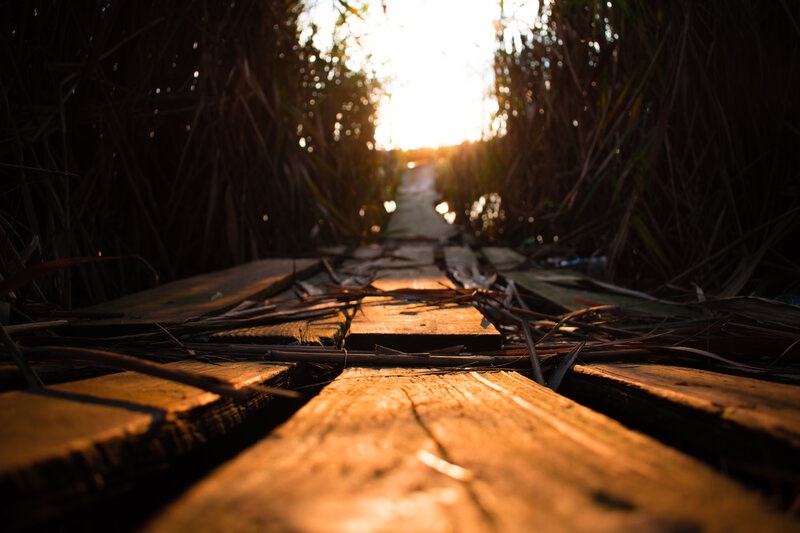 Wooden Path in Reeds