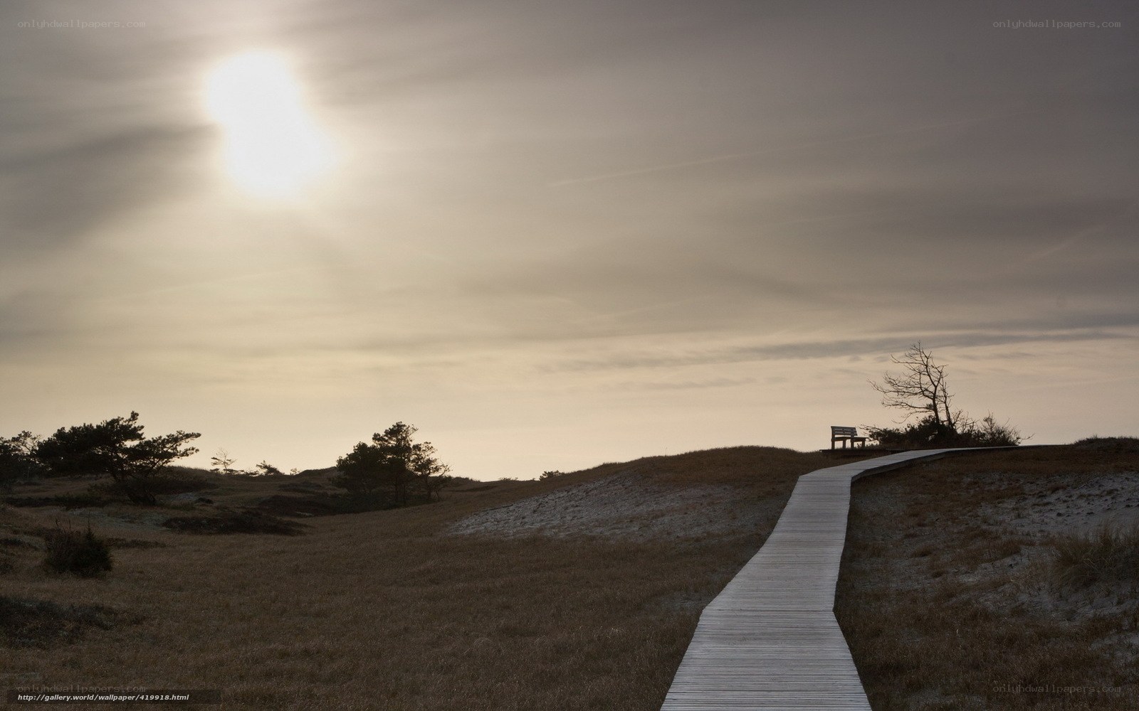 Wooden path on a dune